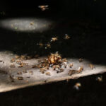 pest control services