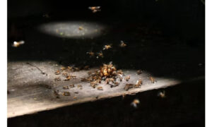 pest control services