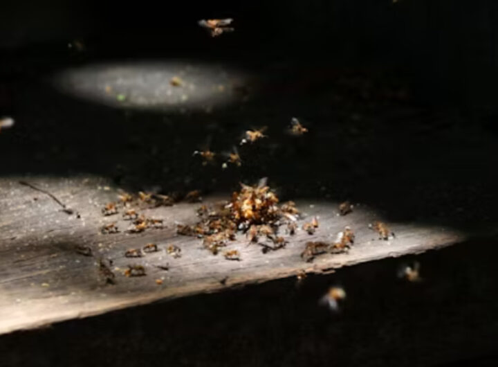 pest control services