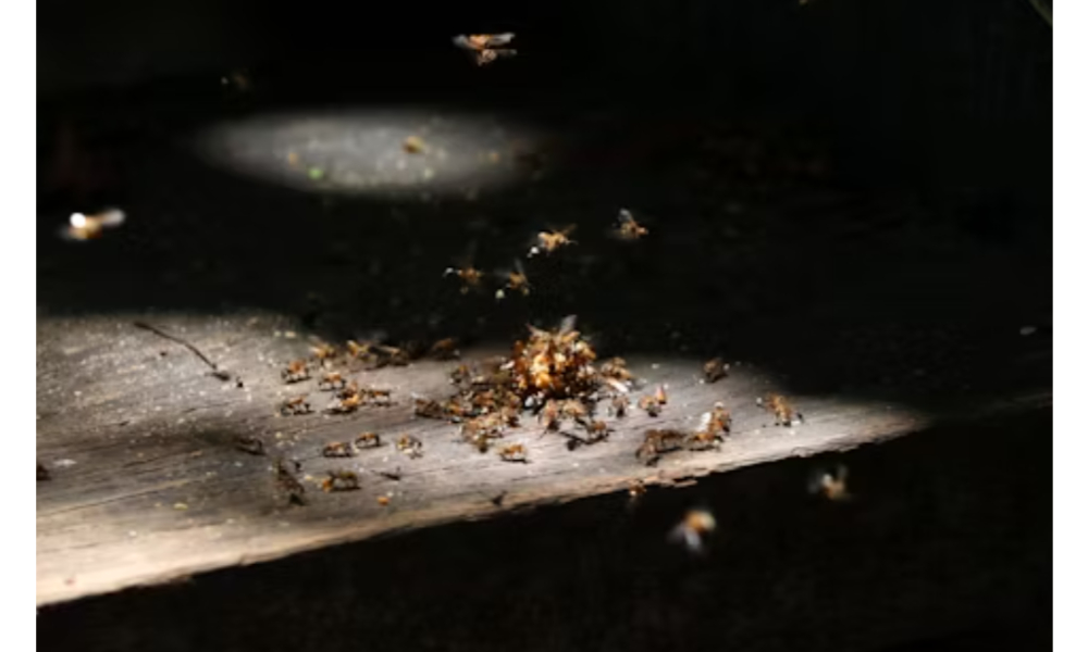 pest control services