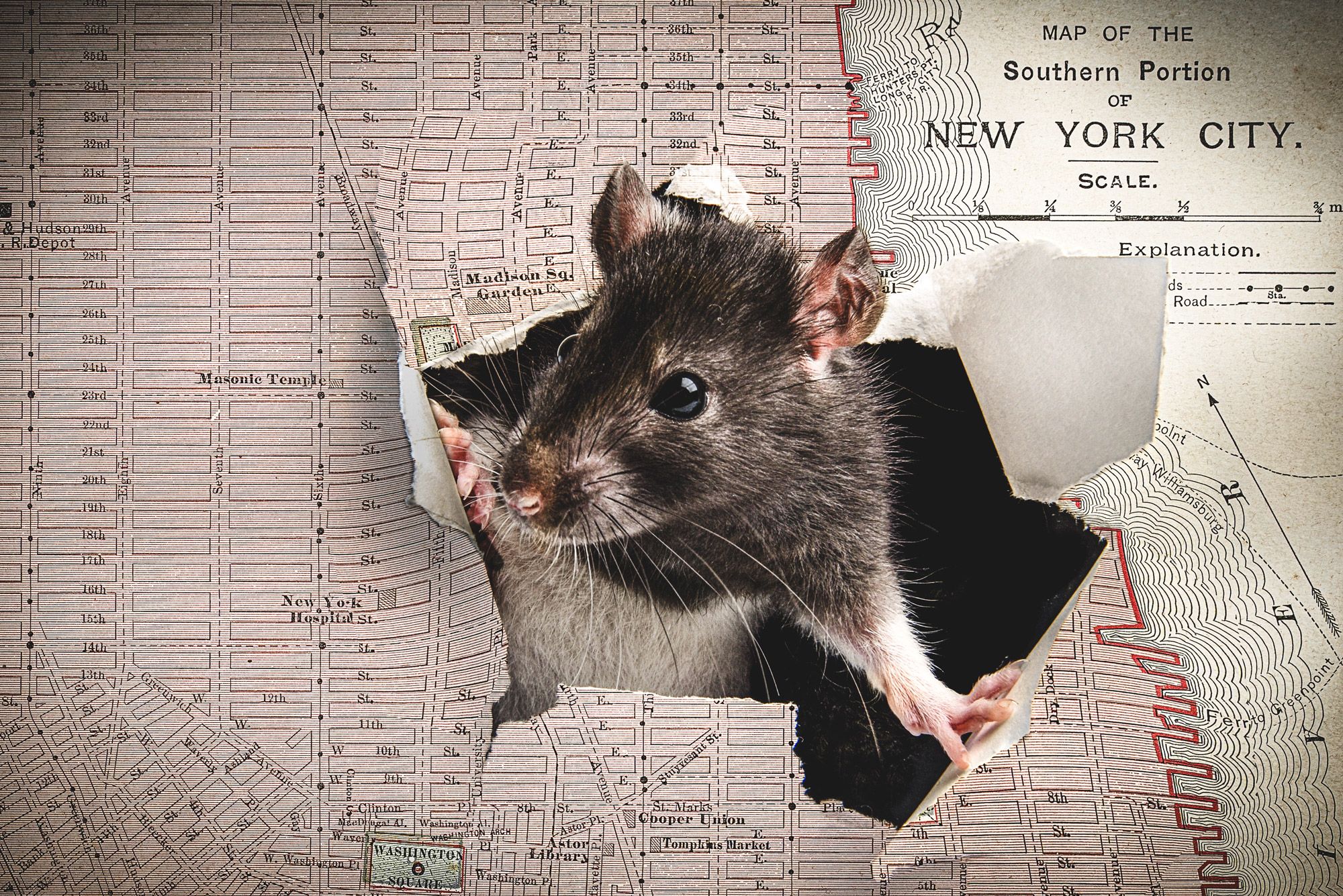 Dealing with Rodent Infestations in NYC: A Comprehensive Guide