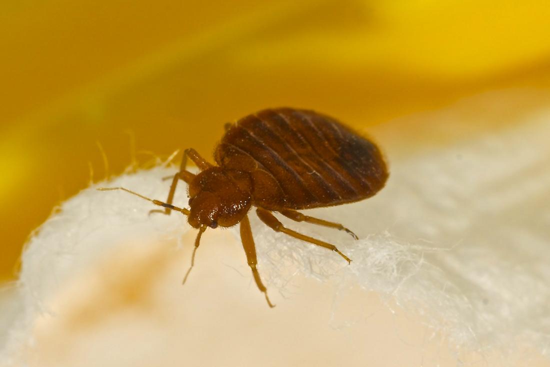 What Makes Bed Bugs a Serious Issue in Tinton Falls?